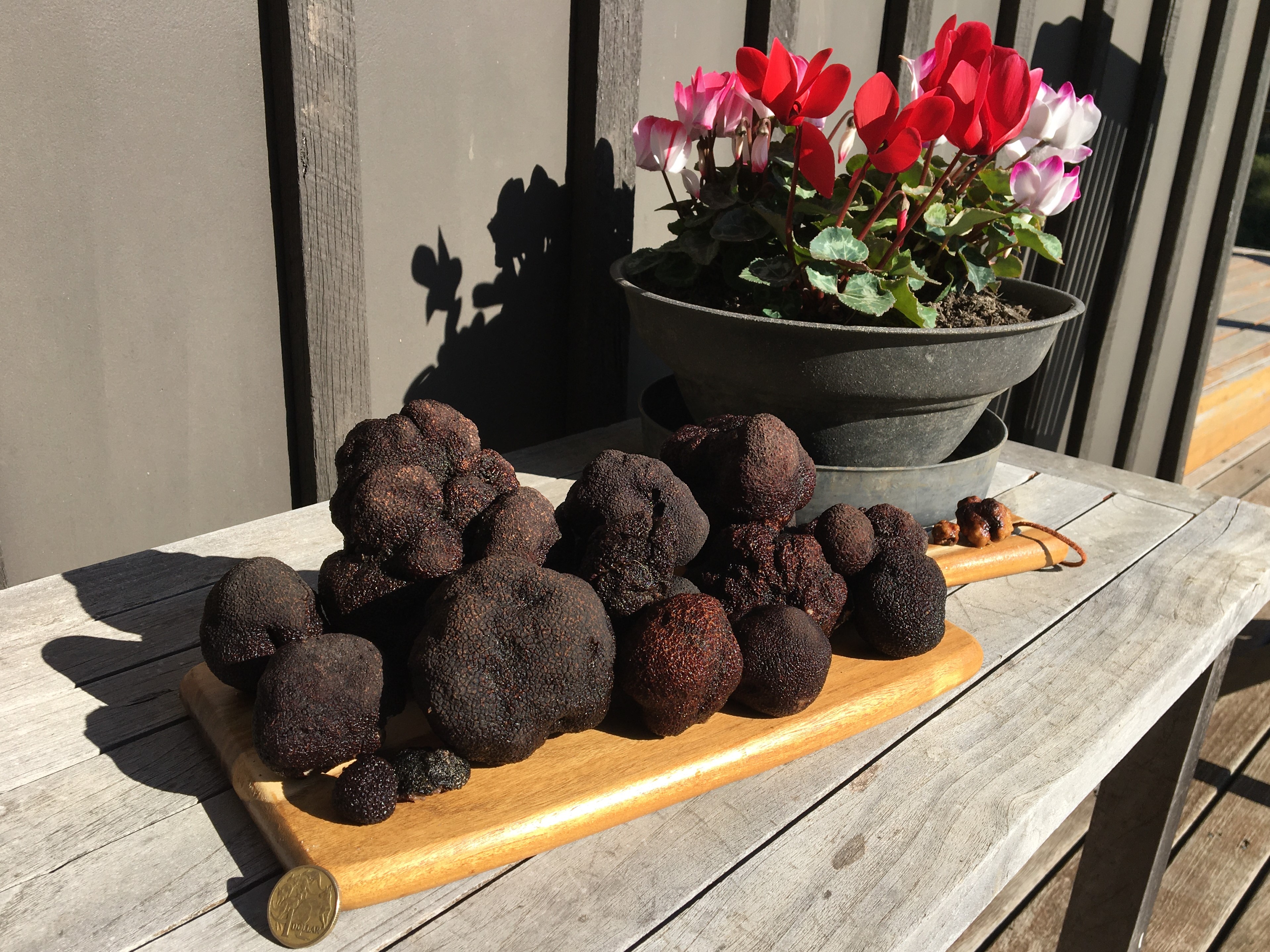 Fresh Truffles — Truffle Paddock